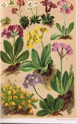 Alpine Plants, illustration from 